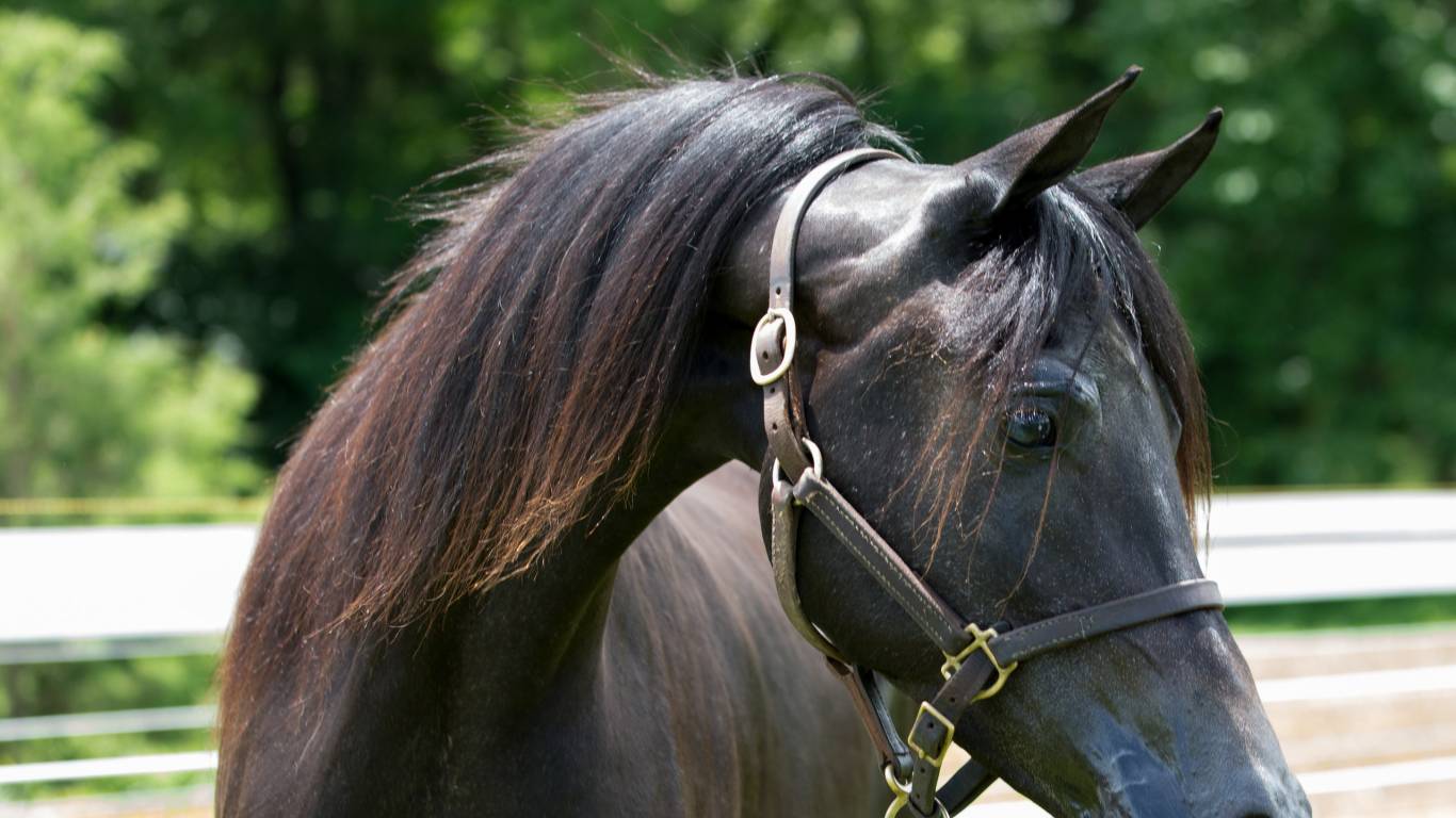 hotel-castelvecchio-horse-2