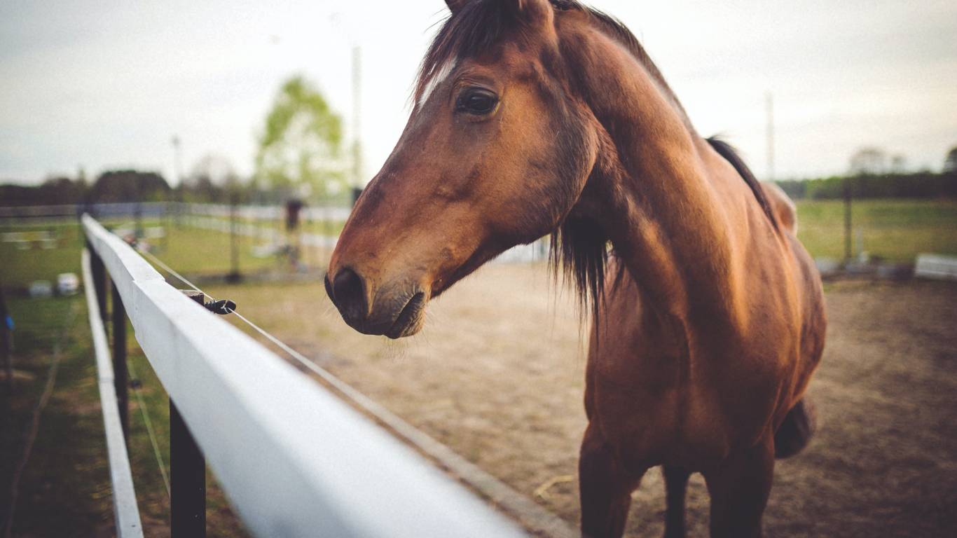 hotel-castelvecchio-horse-4